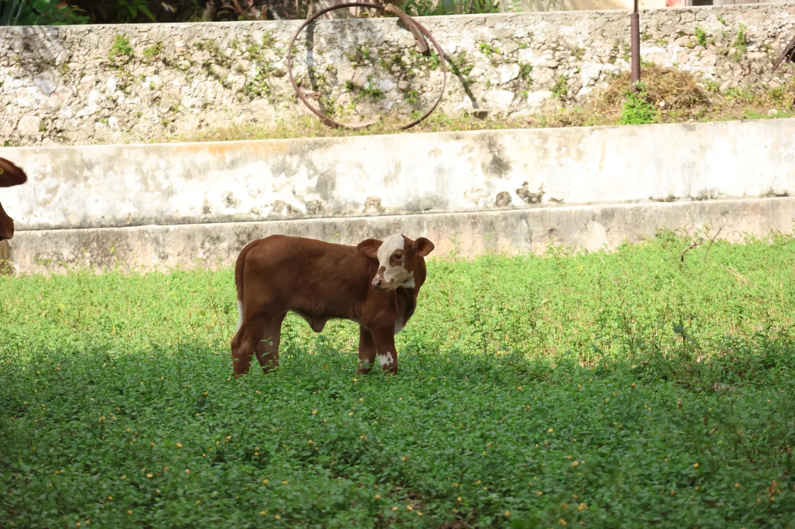 CERO ANIMALES MUERTOS POR GUSANO BARRENADOR