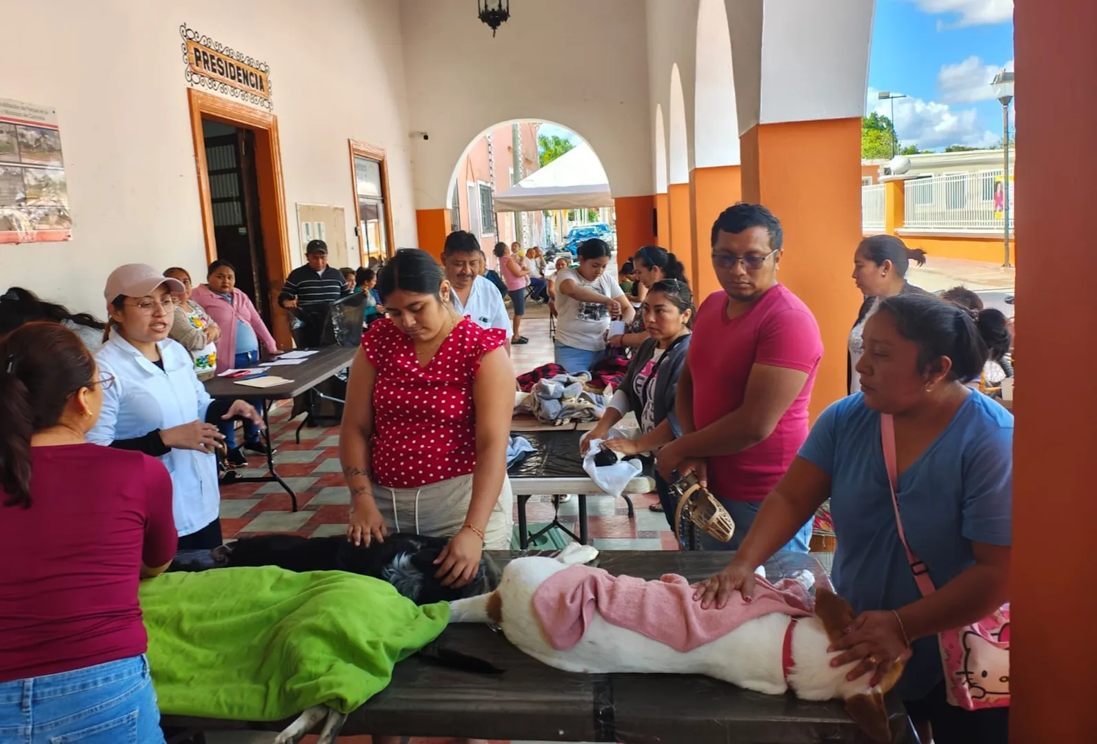 REFUERZAN CONTROL DE PERROS Y GATOS EN YUCATÁN