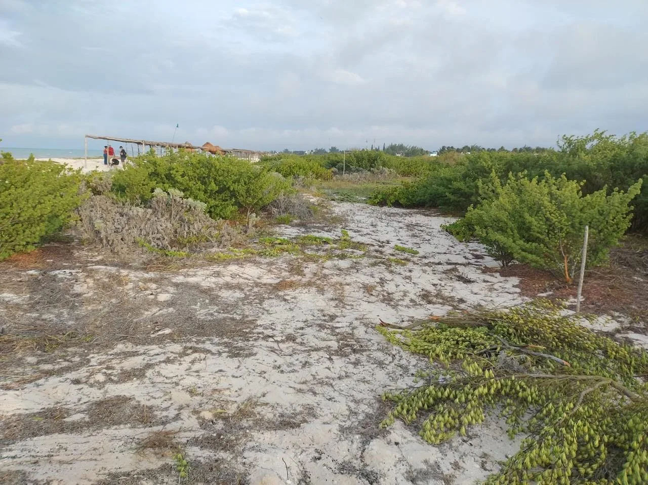 ORDENAN REFORESTAR DUNAS EN SISAL 