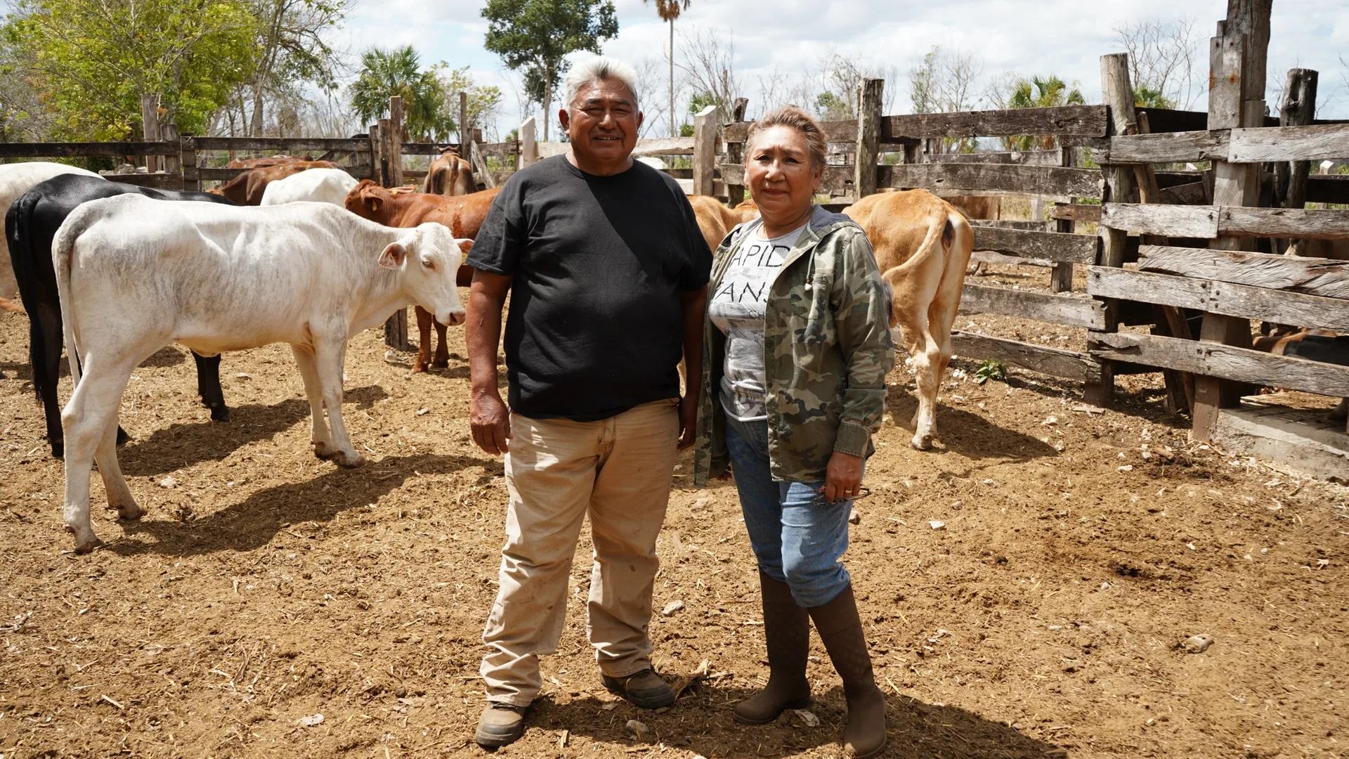RENACE LA GANADERÍA EN YUCATÁN, RESCATE DE VIENTRES