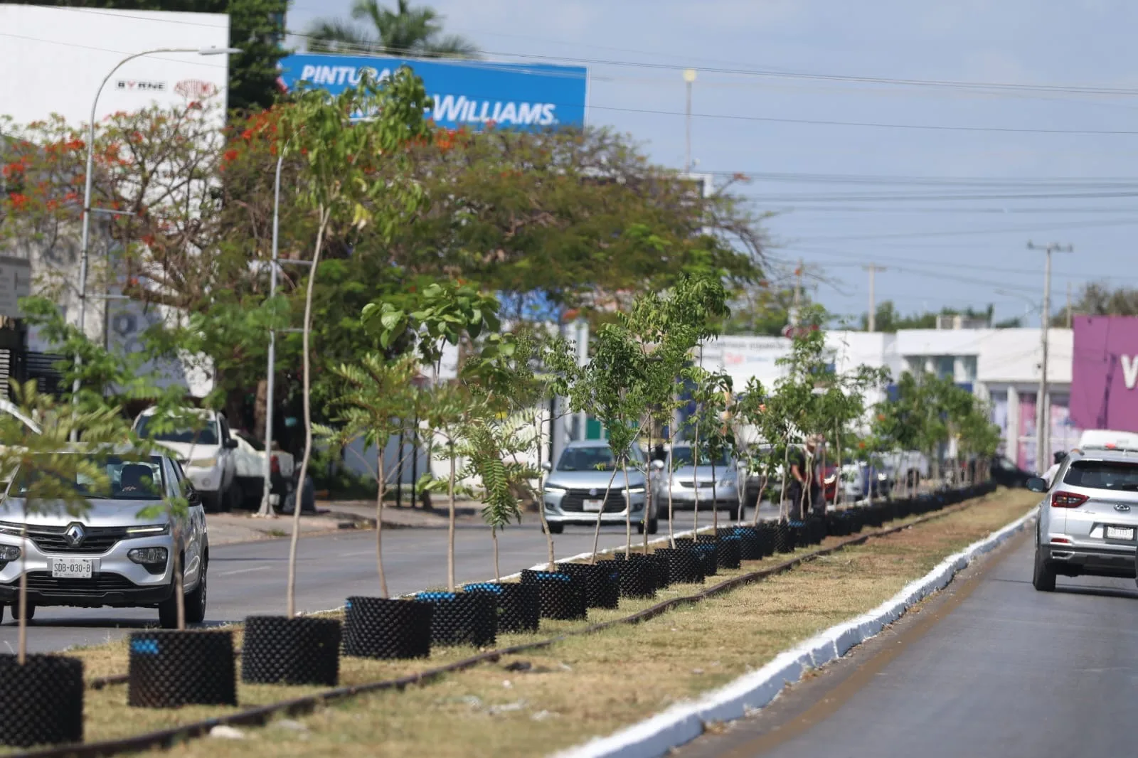 YA ARBORIZAN CIRCUITO COLONIAS PONIENTE