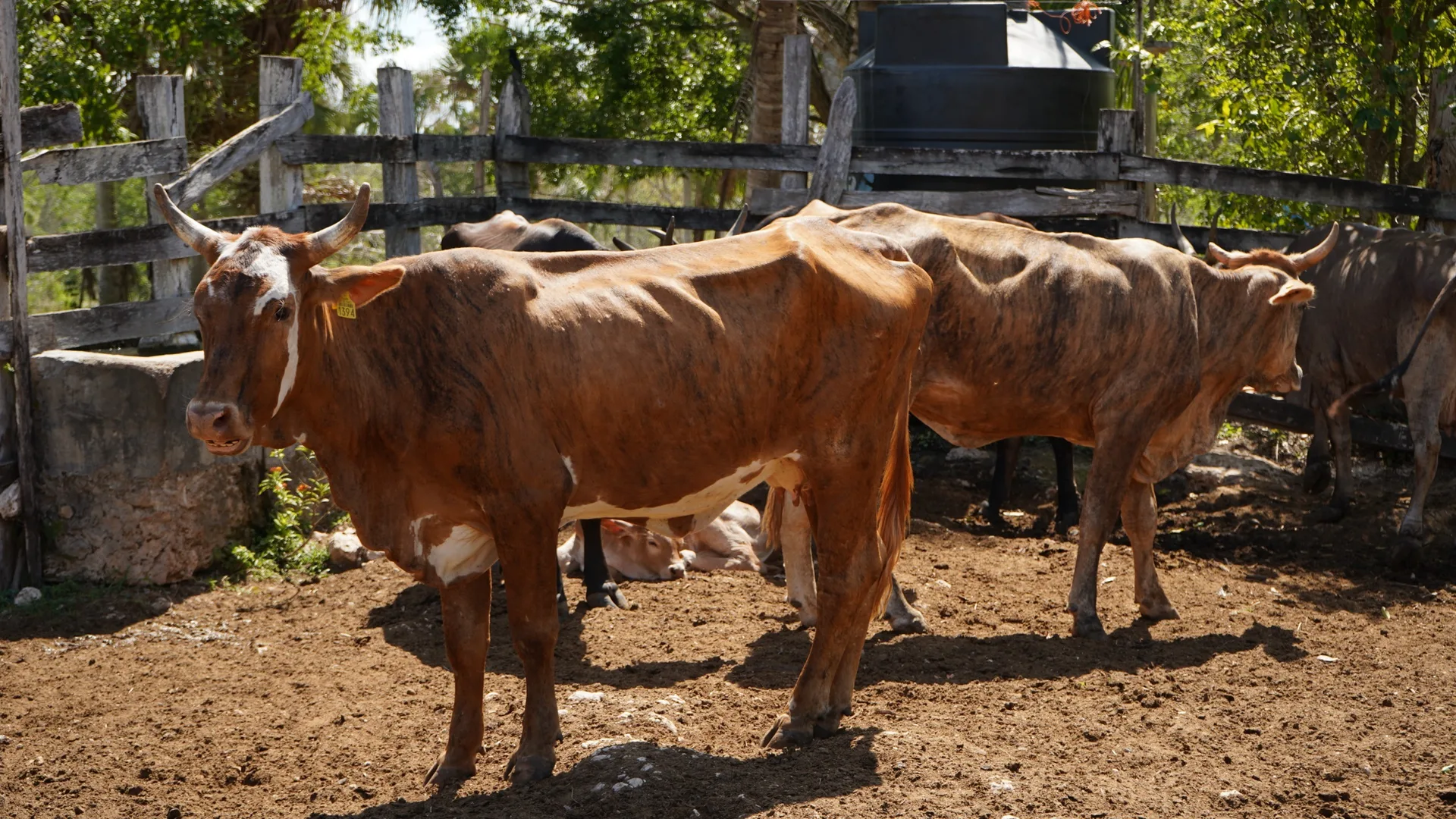 AVANZA YUCATÁN EN REPOBLAMIENTO GANADERO