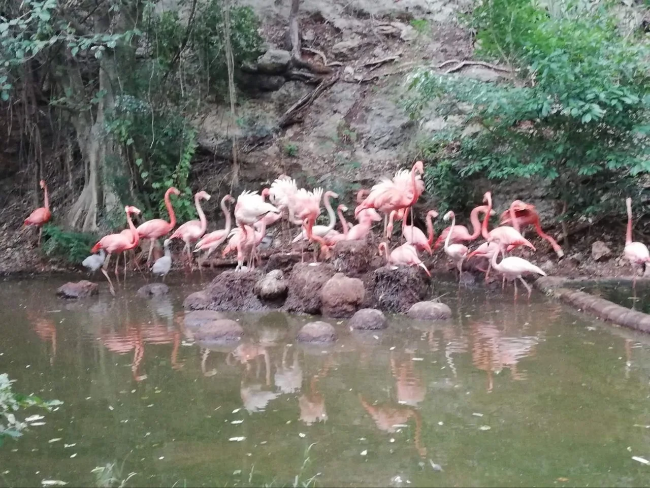 NACEN FLAMENCOS EN EL ANIMAYA