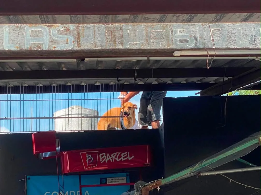 RESCATAN A CANINO EN KANASÍN