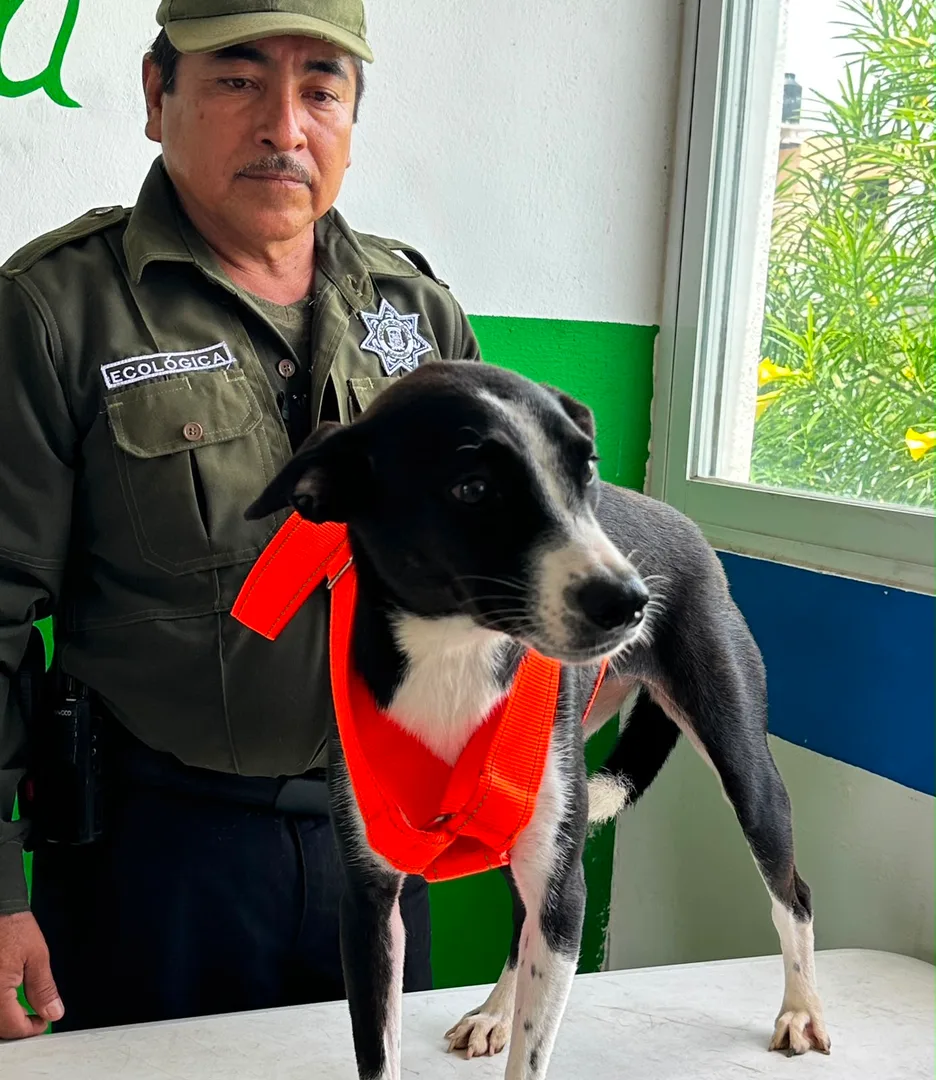CANINOS RESCATADOS EN KANASÍN ESPERAN UNA SEGUNDA OPORTUNIDAD