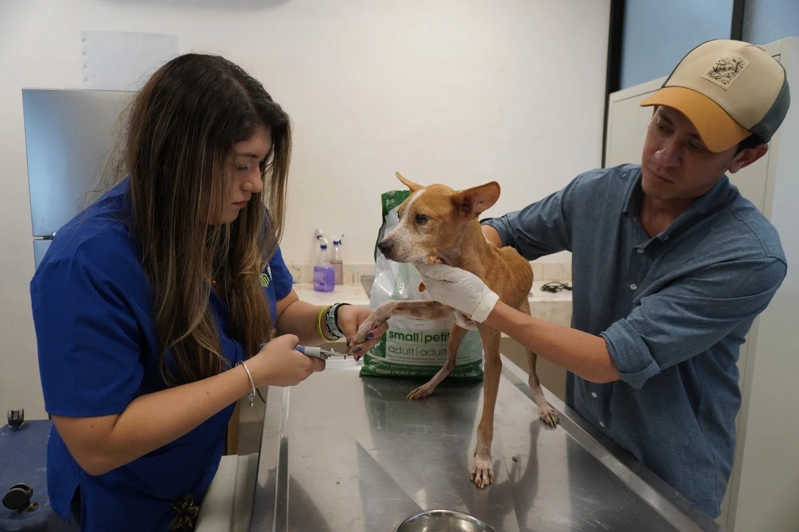 RESCATAN PERROS EN SITUACIÓN CRÍTICA EN EL CENTRO DE MÉRIDA