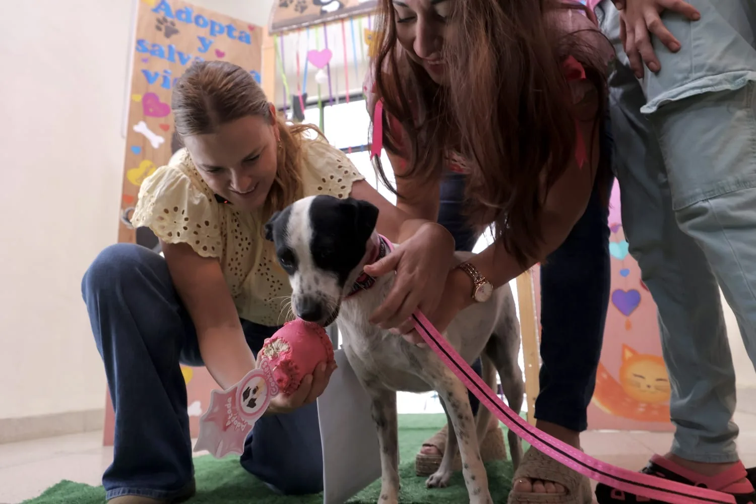 ESTRATEGIA QUE COLOCA A PERRITOS EN HOGARES