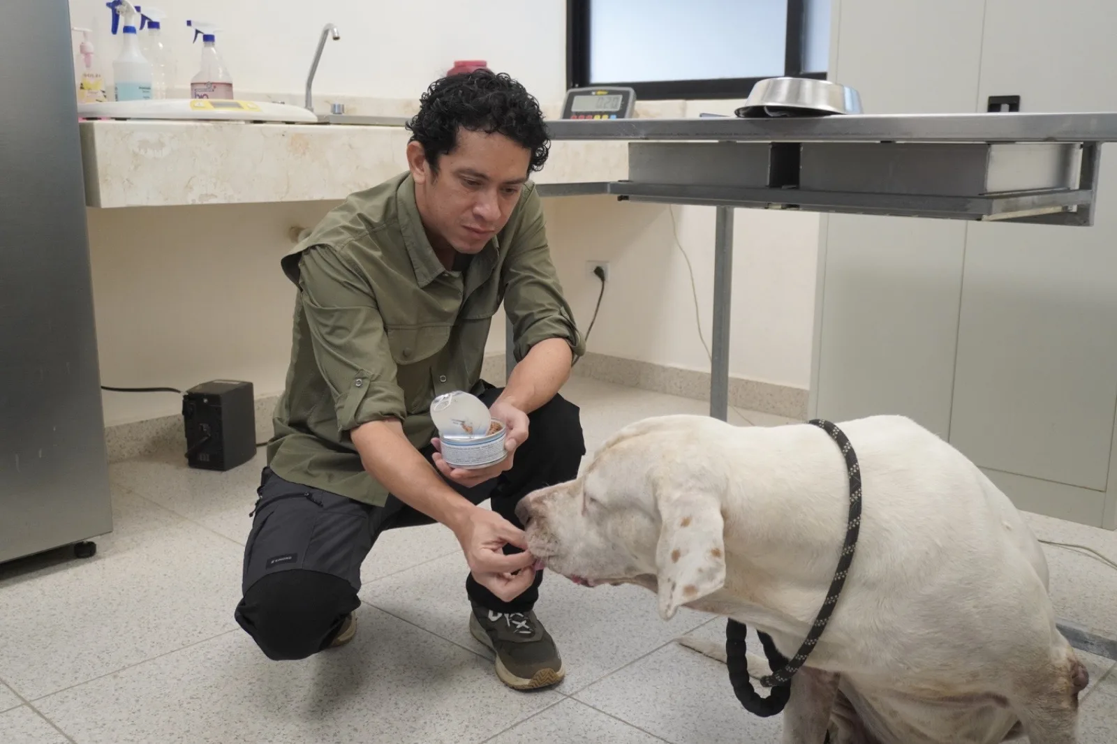 PERROS DE LA BOJORQUEZ EN MANOS DE LA CEMAA